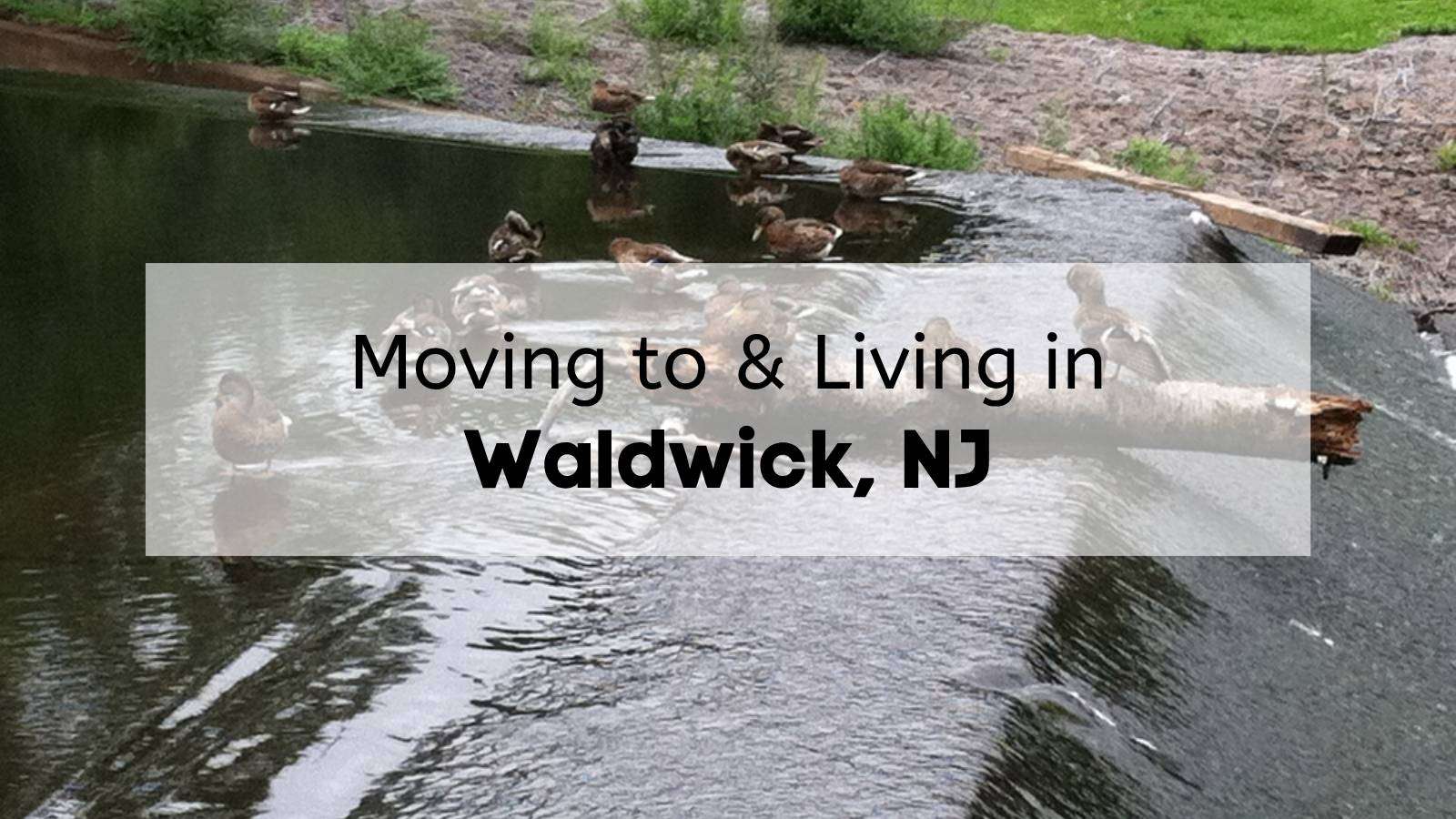 Ducks sitting in a river near Waldwick, with the text, "Moving to & Living in Waldwick, NJ," overlaid