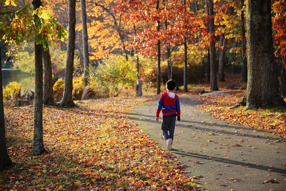 Child walks down a winding path between trees and fallen leaves with orange and red fall colors

