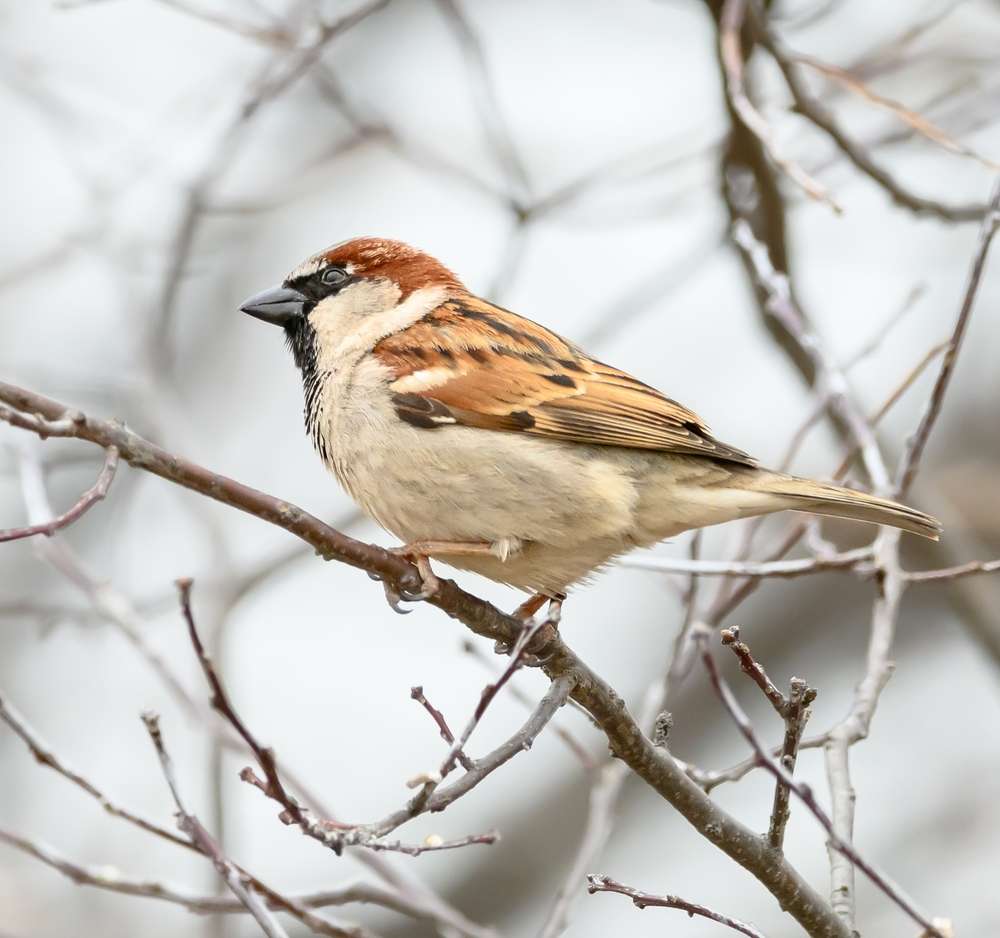 brown and white bird in lyndhurst new jersey park