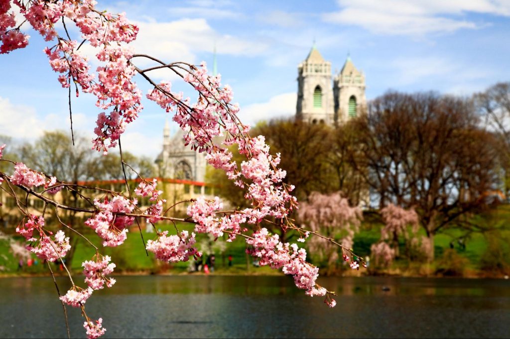 Cherry Blossoms in Newark, NJ